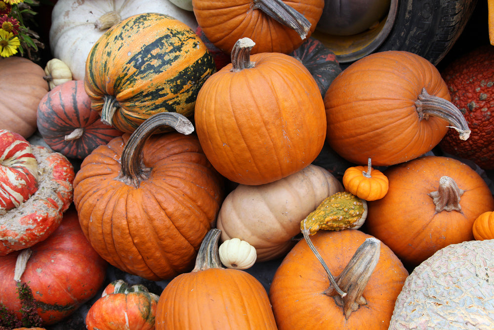 Zucca: proprietà, benefici e utilizzo in cucina
